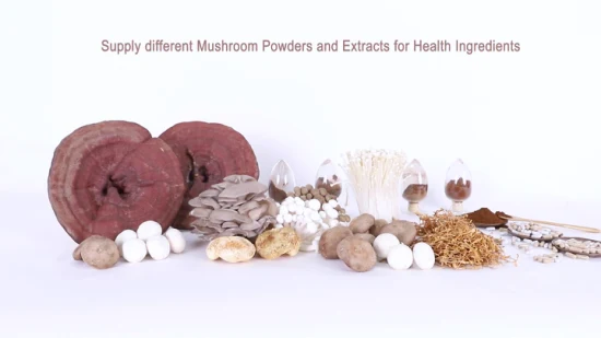 Extracto orgánico de Chaga en polvo Chaga Mushroom Chaga Extract Cordyceps Sinnensis Mushroom Powder para café de hongos