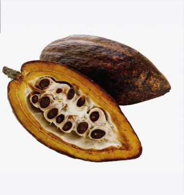 Extracto de planta Cacao en polvo Alimentos saludables Chocolate